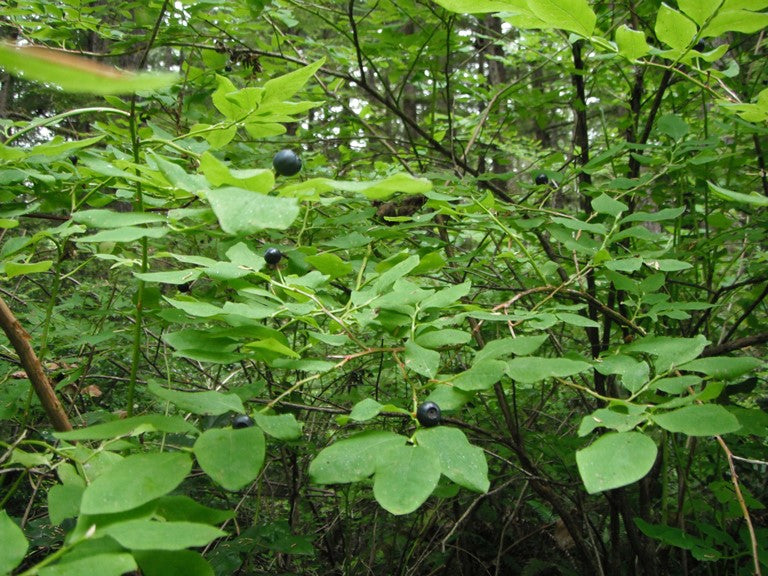 Oval-leaved Bilberry (Vaccinium ovalifolium)