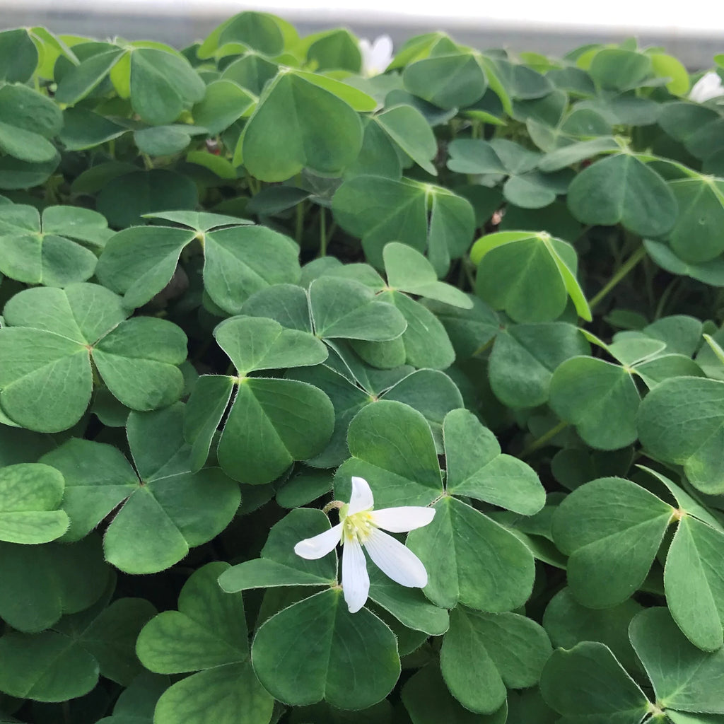 Redwood Sorrel (Oxalis oregana)