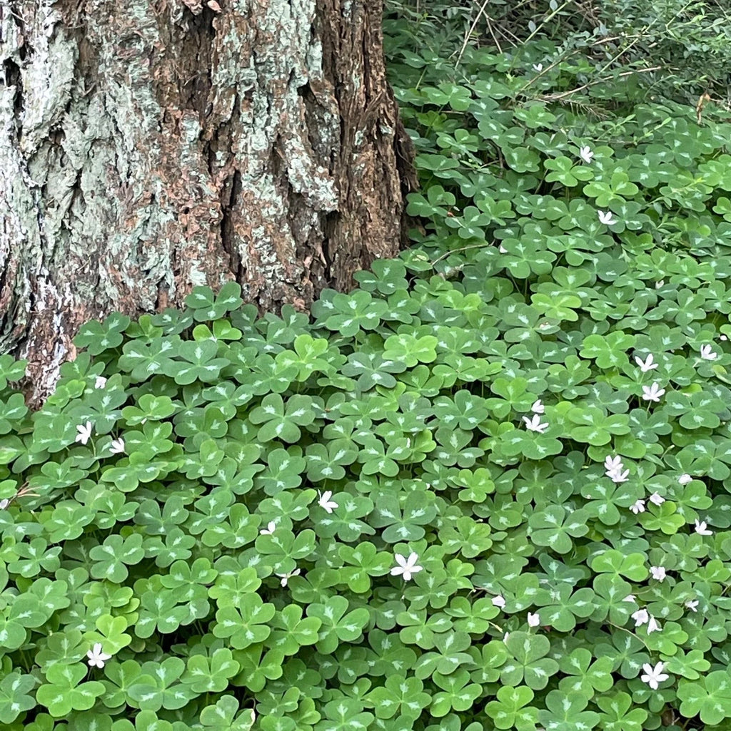 Redwood Sorrel (Oxalis oregana)