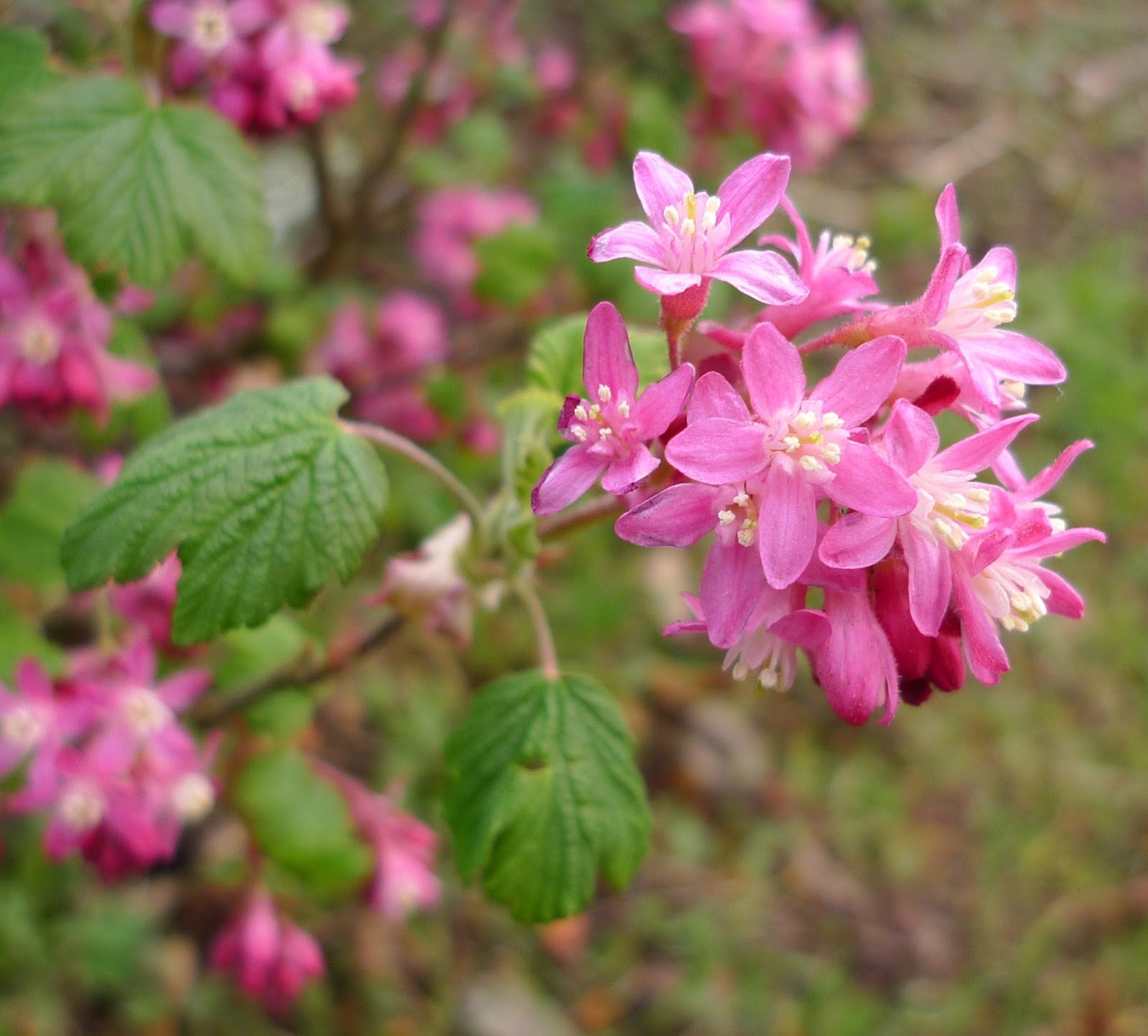 Red Flowering Currant (Ribes sanguineum)