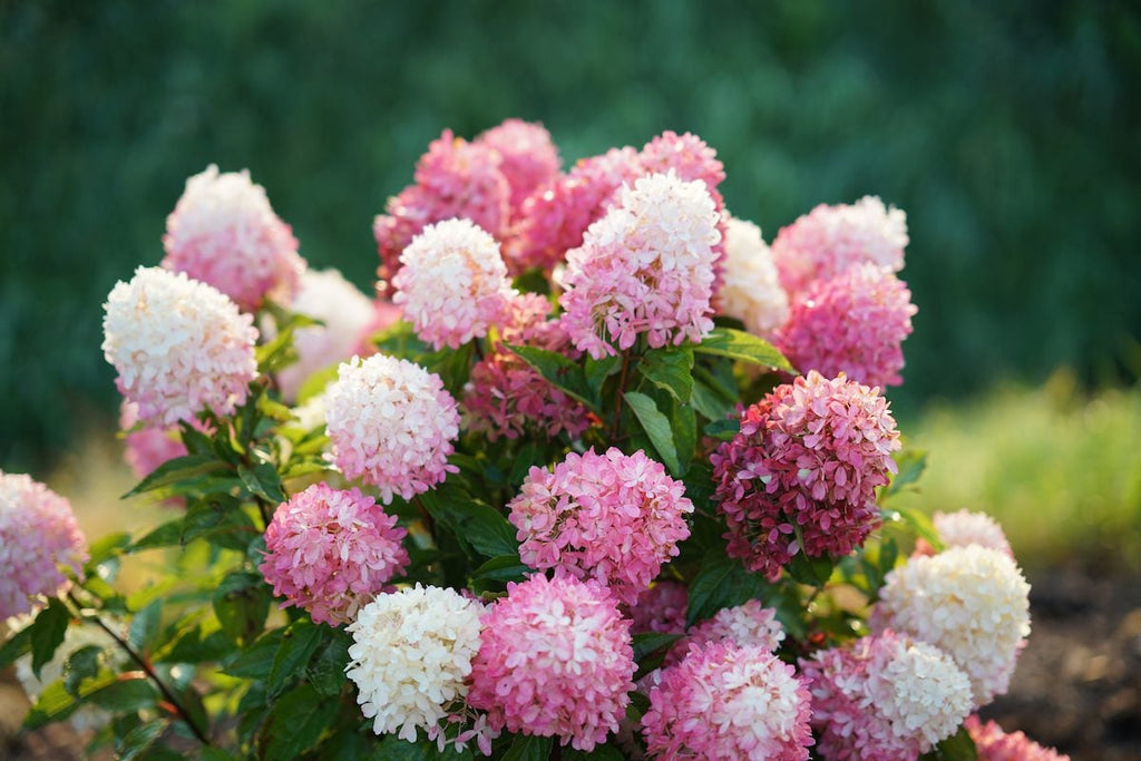 Panicle Hydrangea (Hydrangea paniculata)