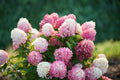 Panicle Hydrangea (Hydrangea paniculata)