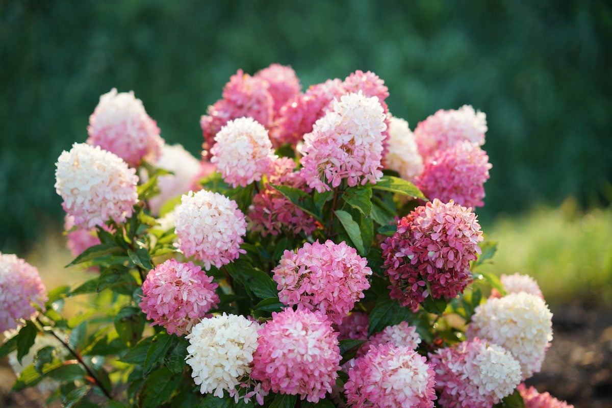 Panicle Hydrangea (Hydrangea paniculata)