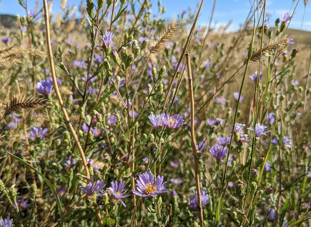 Western Aster (Symphyotrichum ascendens)