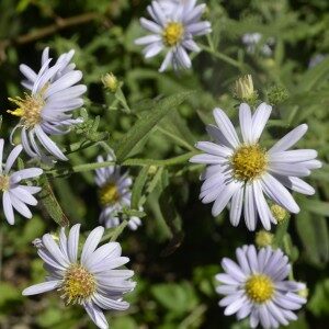 Pacific Aster (Symphyotrichum chilense)