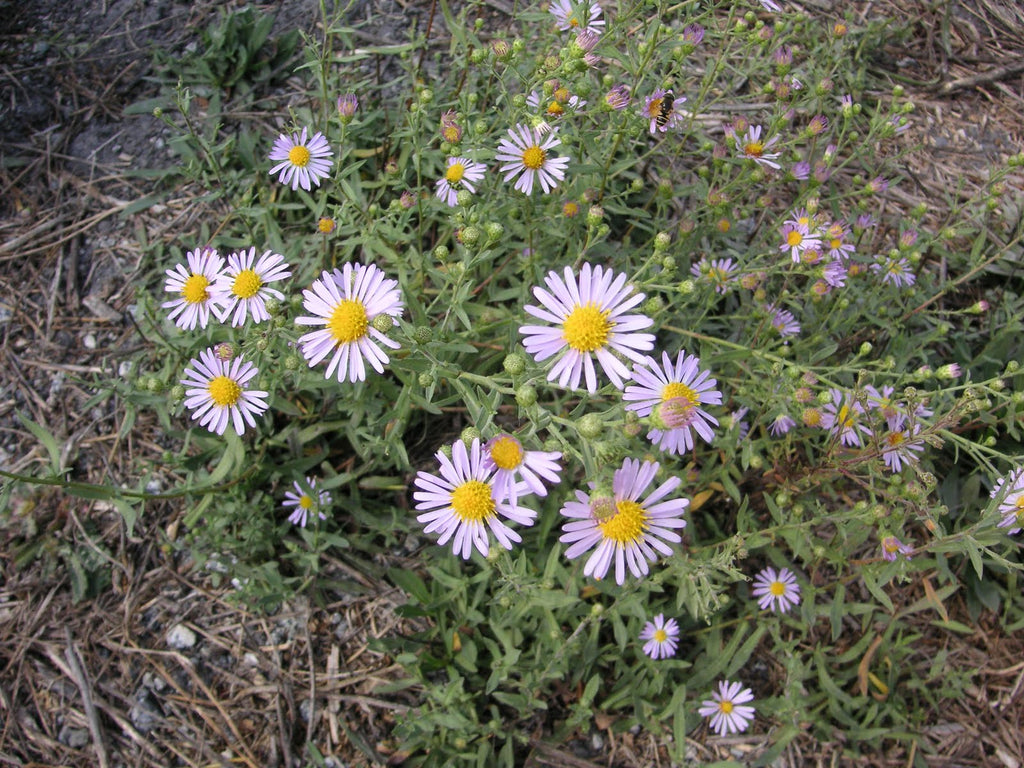 Pacific Aster (Symphyotrichum chilense)