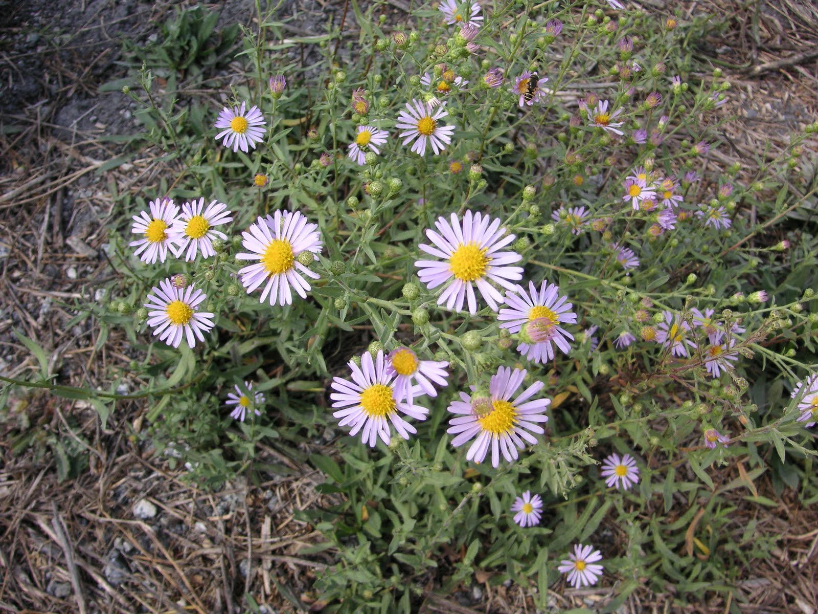 Pacific Aster (Symphyotrichum chilense)