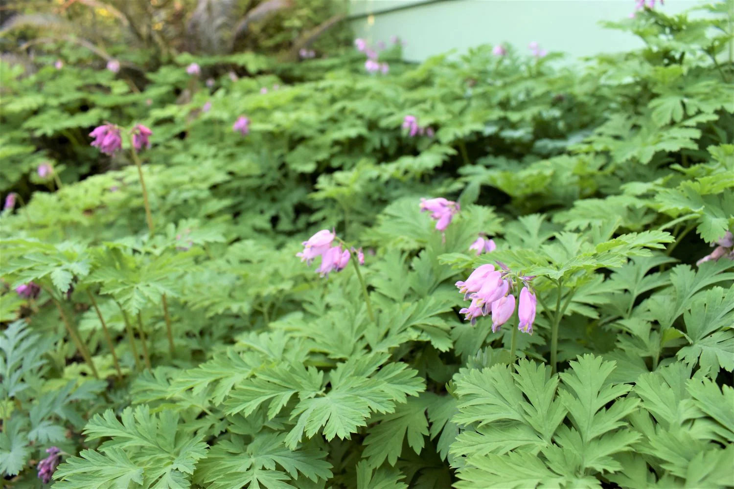 Pacific Bleeding Heart (Dicentra formosa)