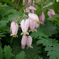 Pacific Bleeding Heart (Dicentra formosa)