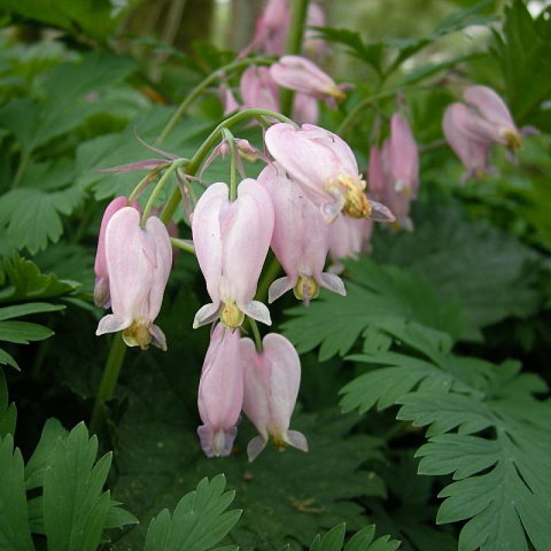 Pacific Bleeding Heart (Dicentra formosa)