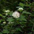 Pacific Ninebark (Physocarpus capitatus)