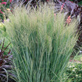 Switchgrass (Panicum virgatum)