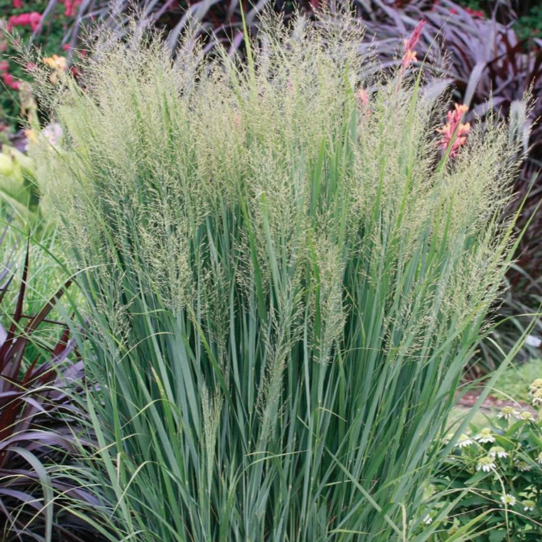 Switchgrass (Panicum virgatum)