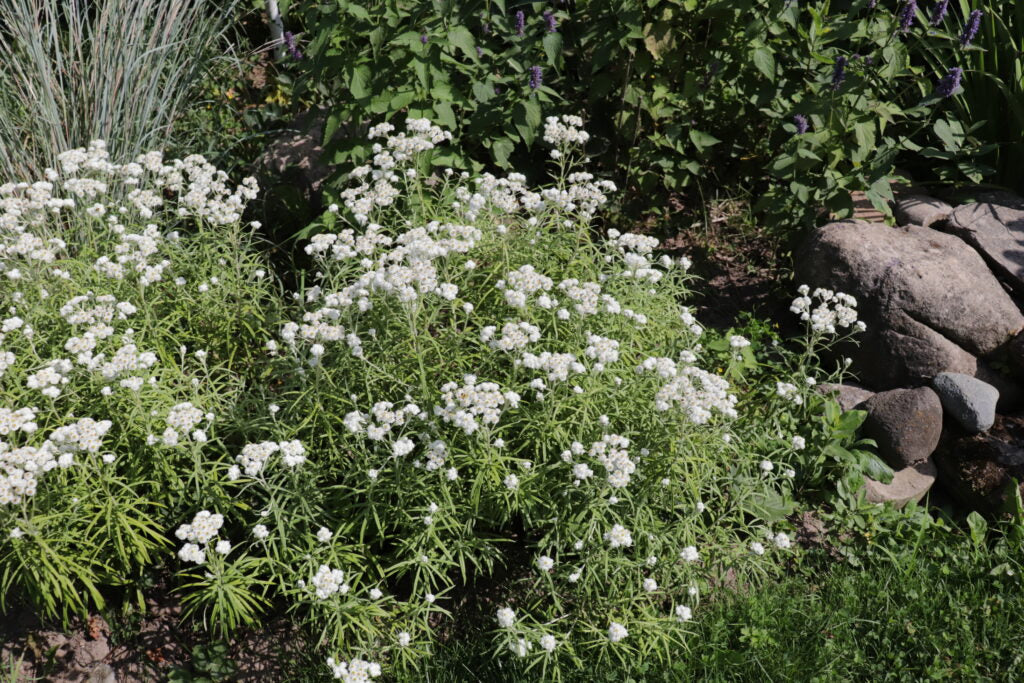 Pearly Everlasting (Anaphalis margaritacea)