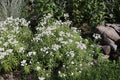 Pearly Everlasting (Anaphalis margaritacea)