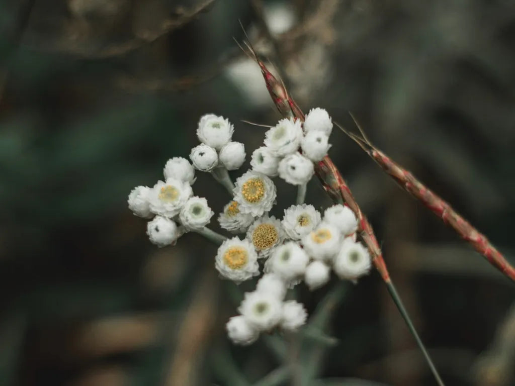 Pearly Everlasting (Anaphalis margaritacea)