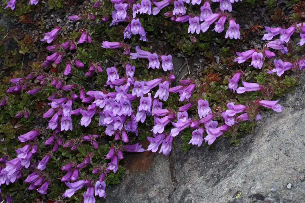 Davidson's Penstemon (Penstemon Davidsonii)
