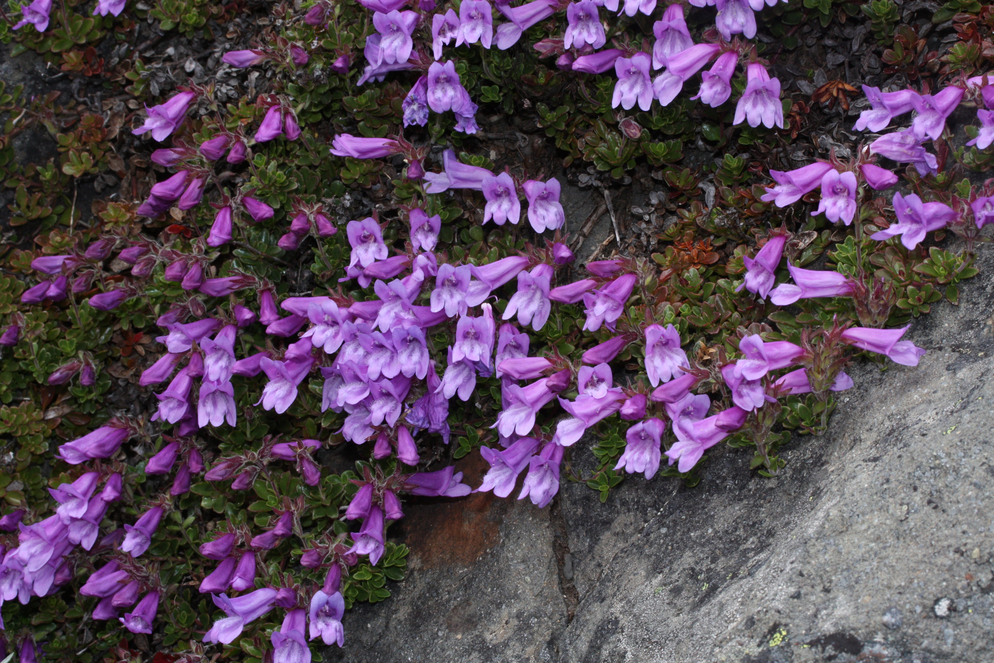 Davidson's Penstemon (Penstemon Davidsonii)