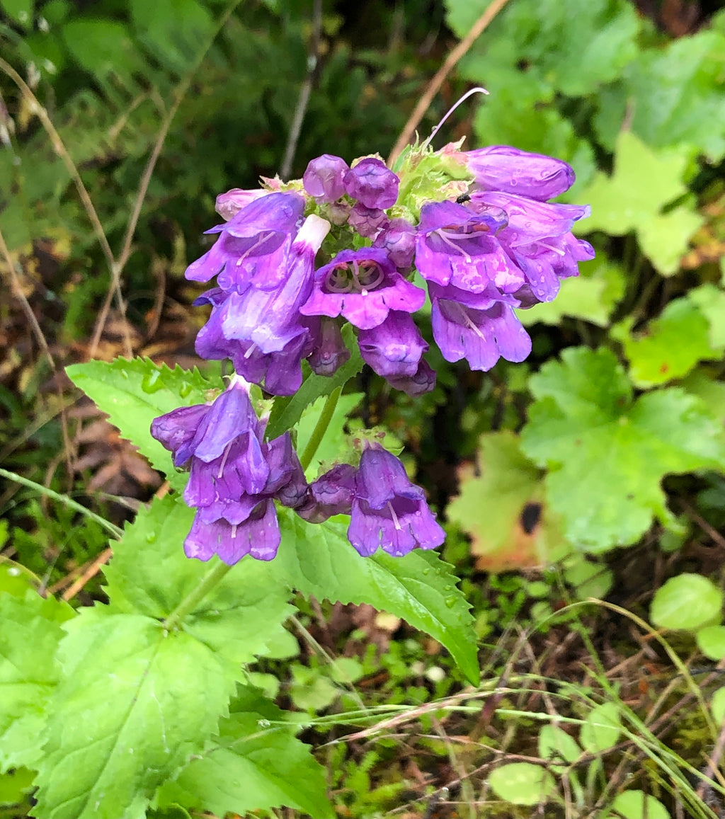 Cascade penstemon (Penstemon serrulatus)