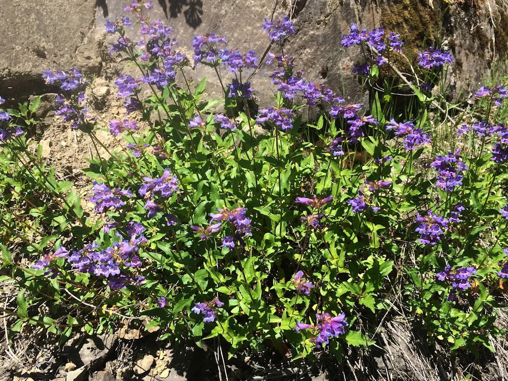 Cascade penstemon (Penstemon serrulatus)