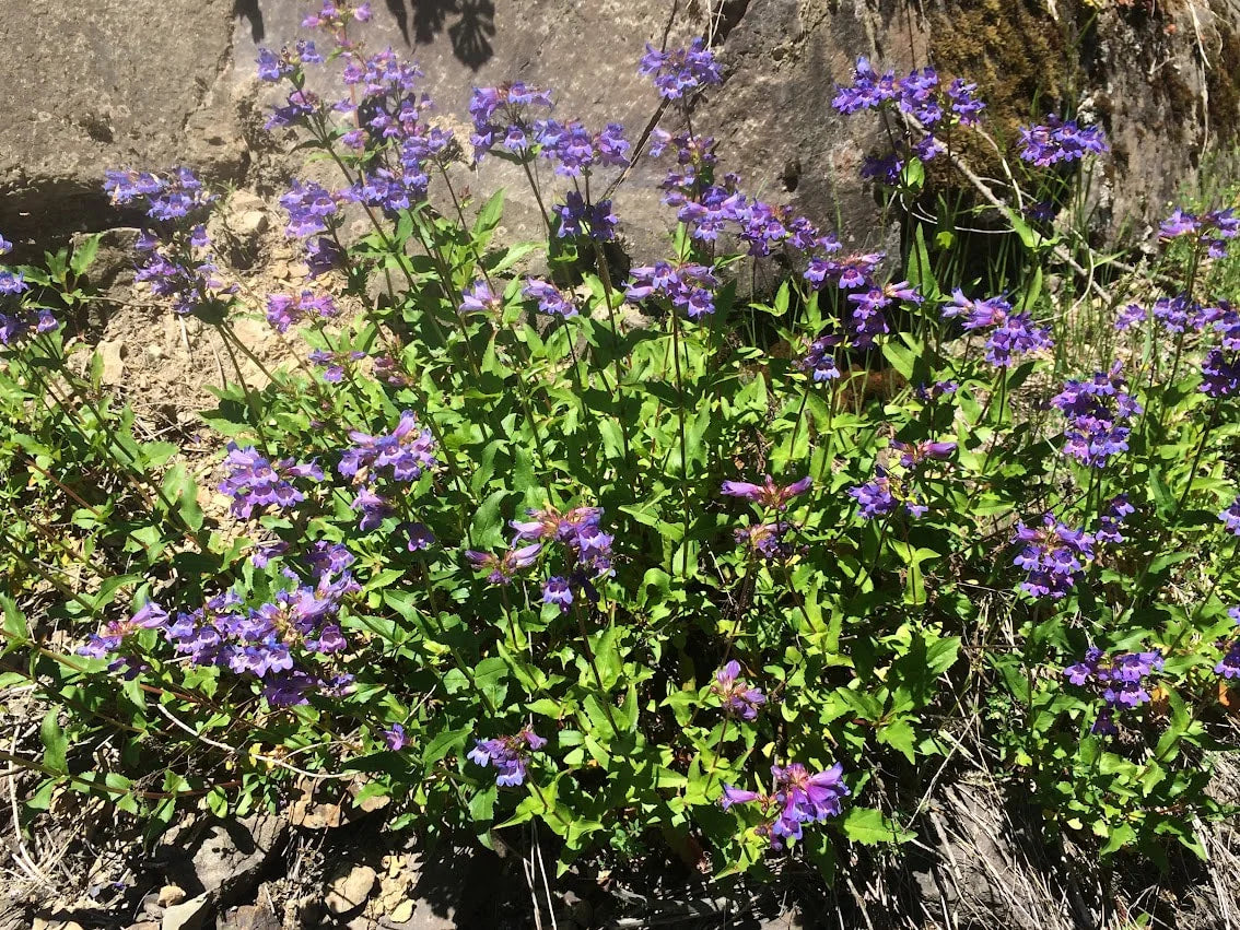 Cascade penstemon (Penstemon serrulatus)