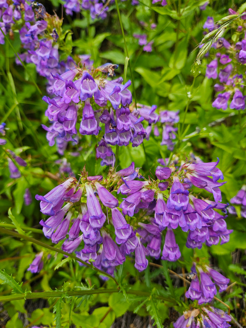 Cascade penstemon (Penstemon serrulatus)
