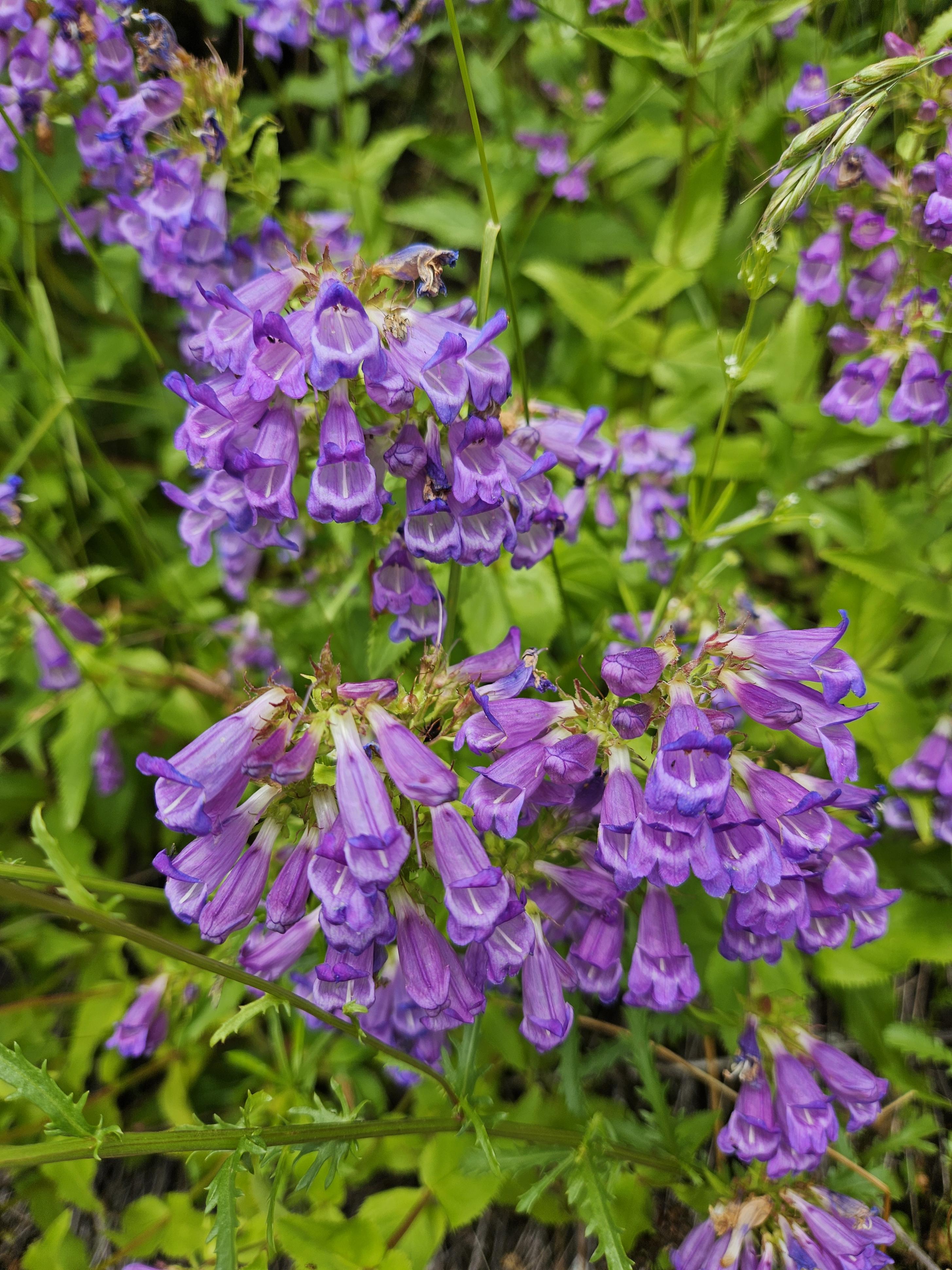 Cascade penstemon (Penstemon serrulatus)
