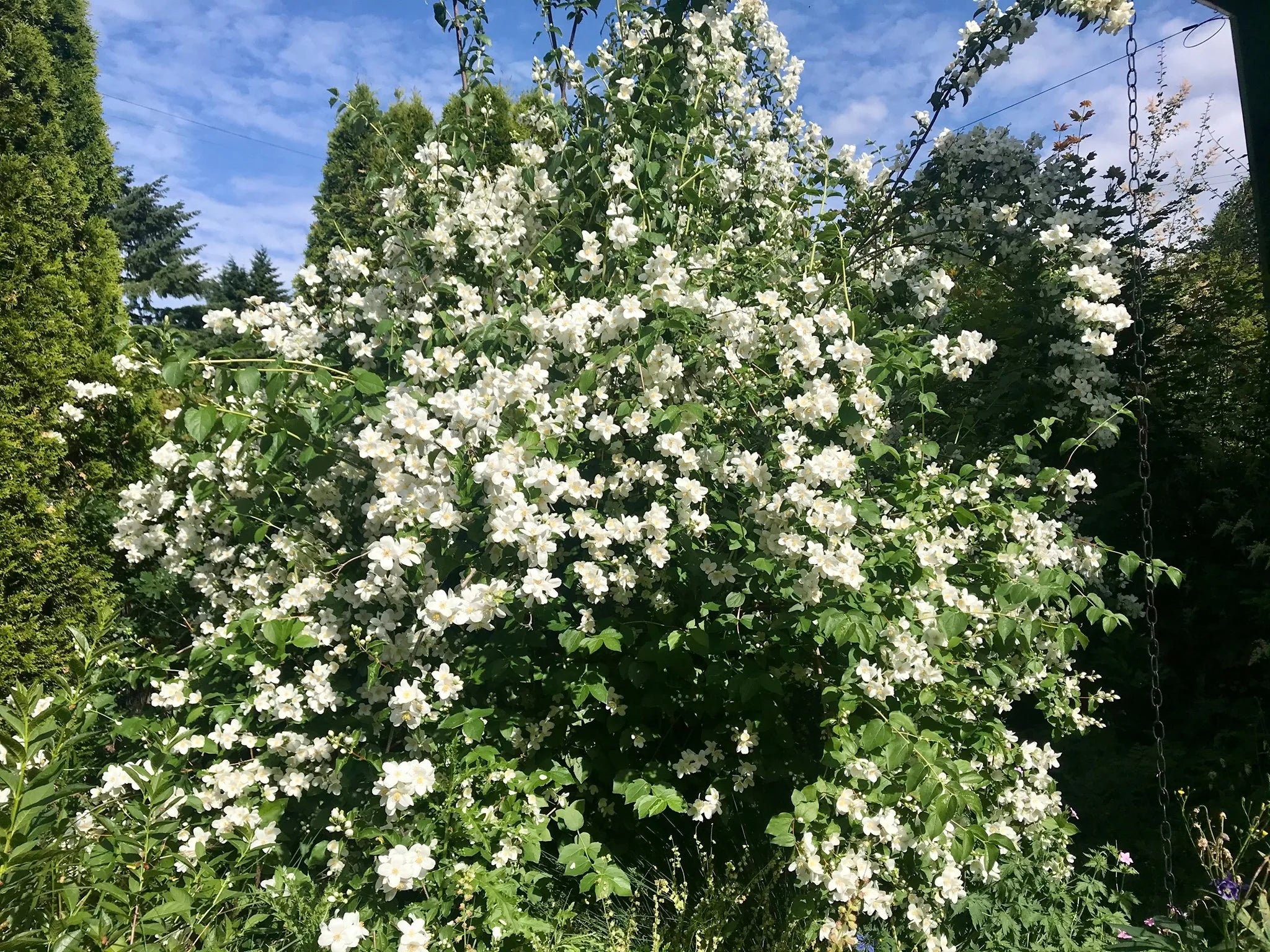 Mock Orange (Philadelphus lewisii)