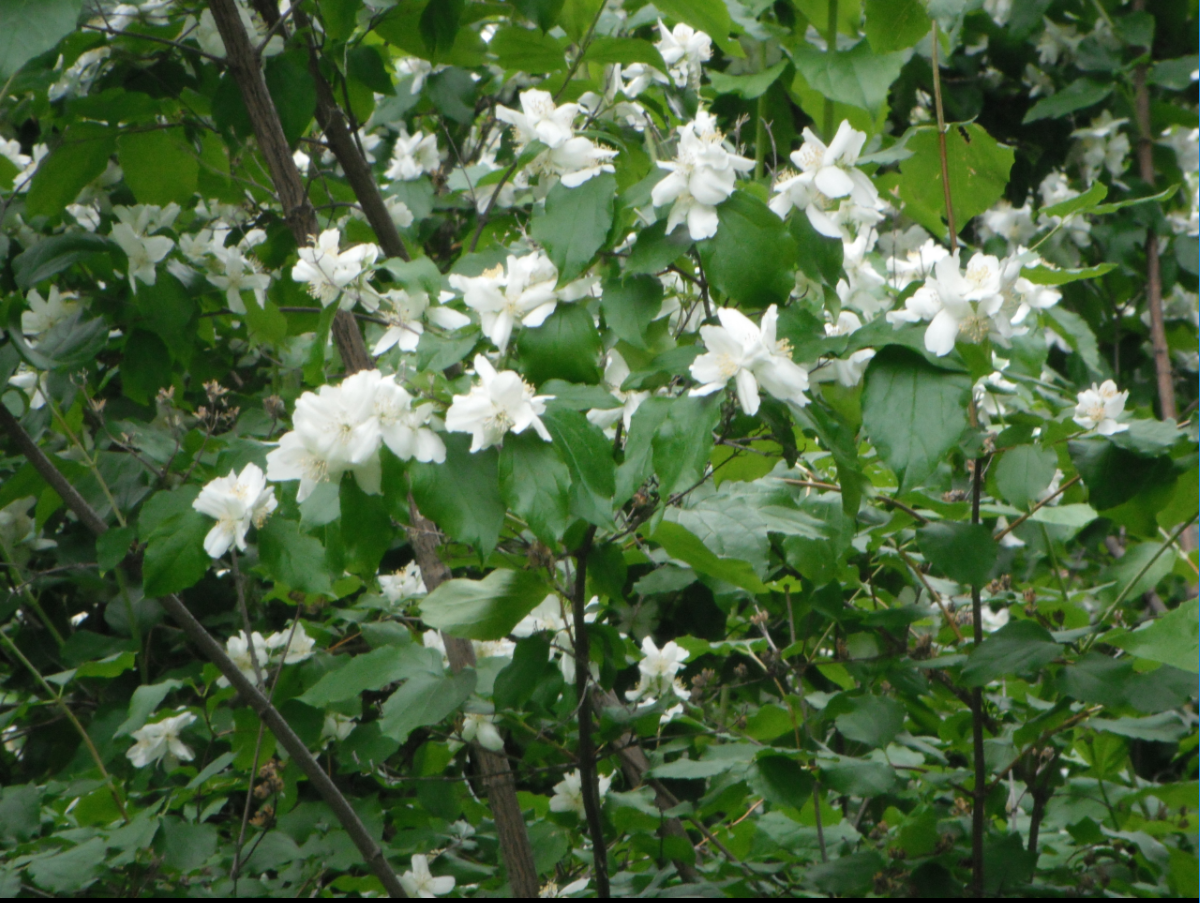 Mock Orange (Philadelphus lewisii)
