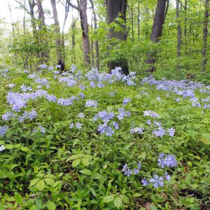 Woodland Phlox (Phlox divaricata)