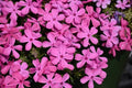 Creeping or Moss Phlox (Phlox subulata)
