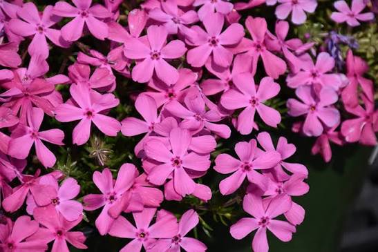 Creeping or Moss Phlox (Phlox subulata)
