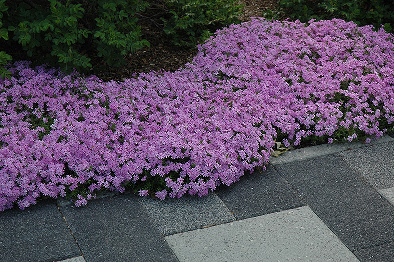 Creeping or Moss Phlox (Phlox subulata)