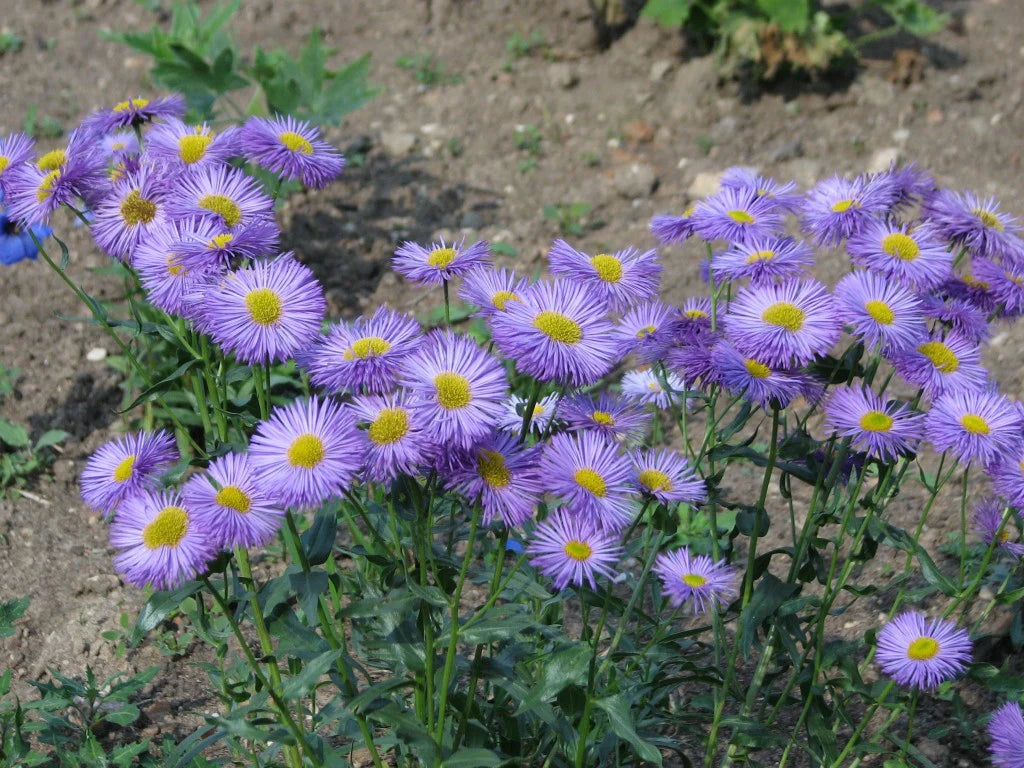 Showy Fleabane aka Showy Daisy (Erigeron speciosus)