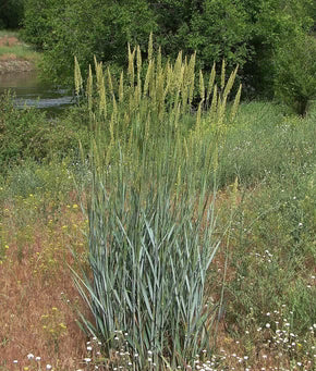 Giant Wildrye (Elymus condensatus)