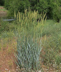 Giant Wildrye (Elymus condensatus)