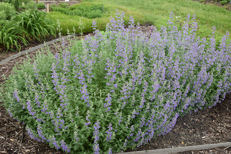 Catmint (Nepeta sp.)