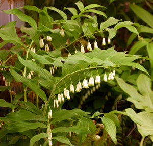 Solomon’s Seal (Polygonatum biflorum / P. pubescens)