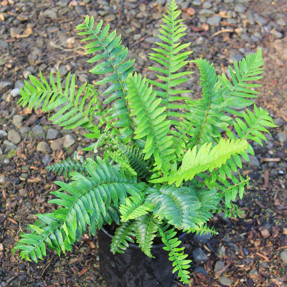 Western Sword Fern (Polystichum munitum)