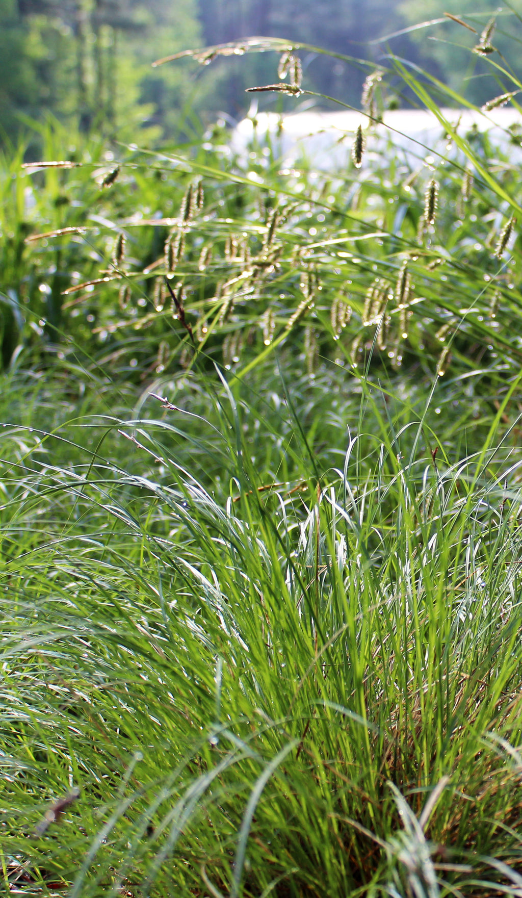 Sedges (Carex spp.)