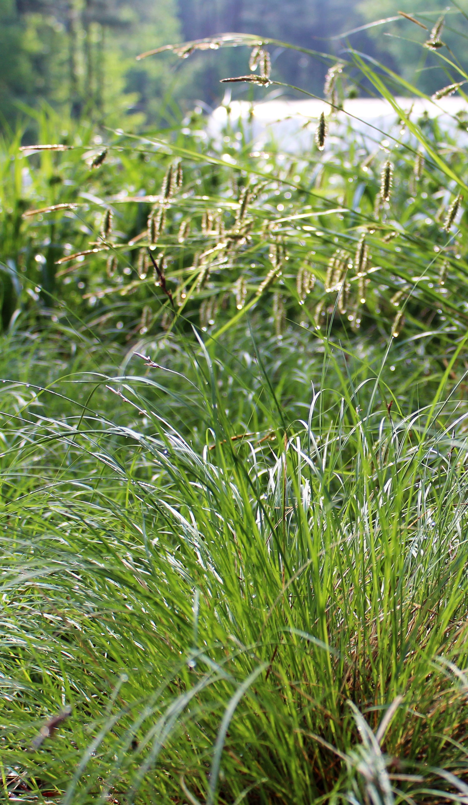 Sedges (Carex spp.)