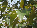 Black cottonwood (Populus balsamifera ssp. trichocarpa)