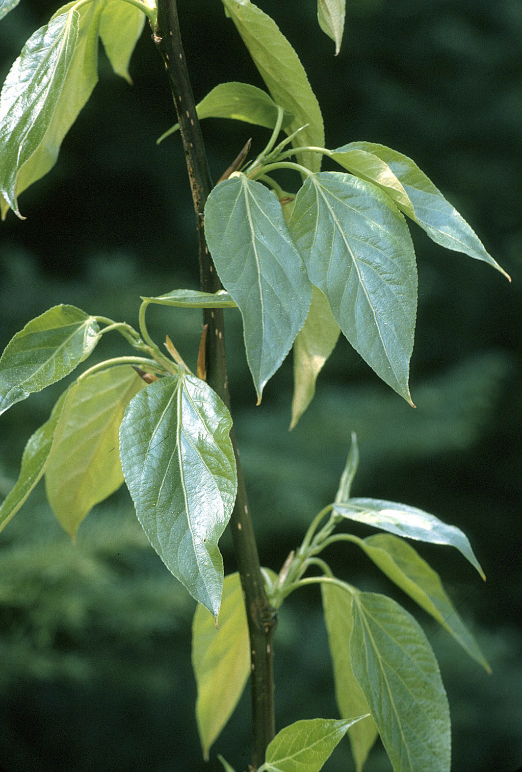Balsam Poplar (Populus balsamifera)