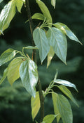 Balsam Poplar (Populus balsamifera)