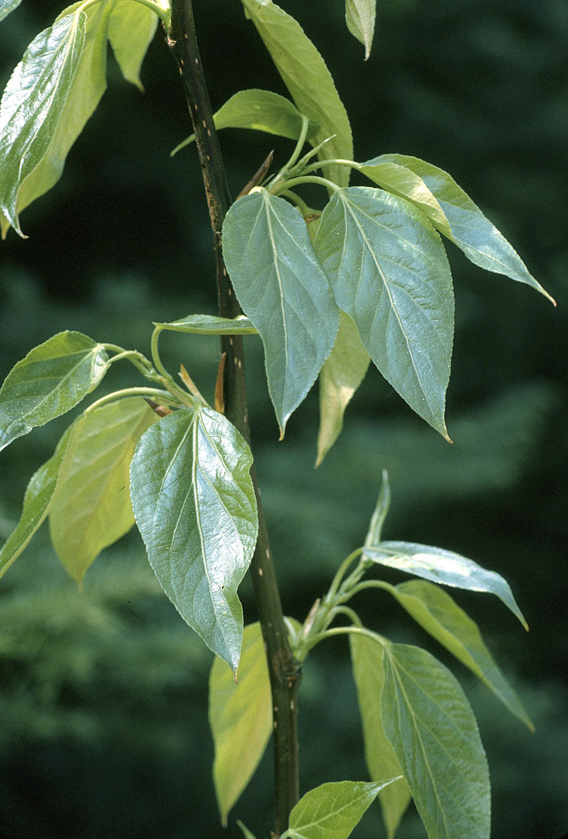 Balsam Poplar (Populus balsamifera)