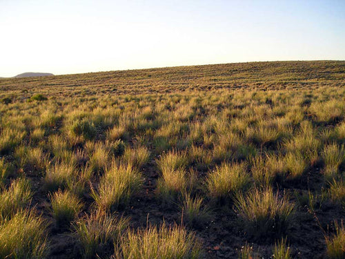 Bluebunch Wheatgrass (Pseudoroegneria spicata)