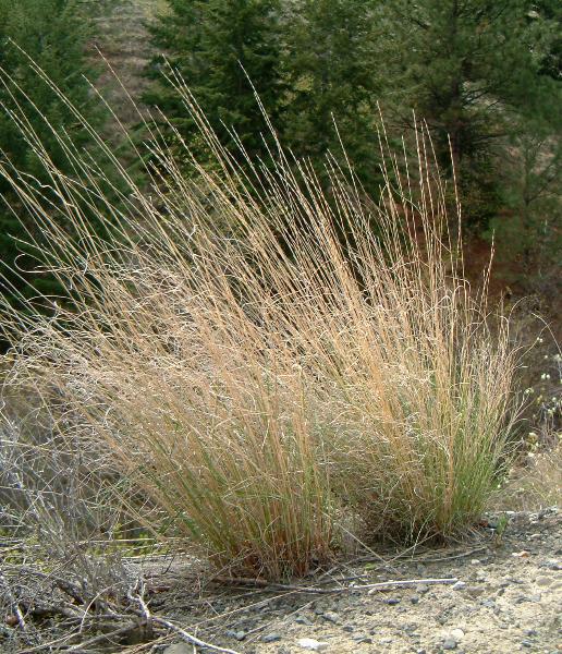 Bluebunch Wheatgrass (Pseudoroegneria spicata)