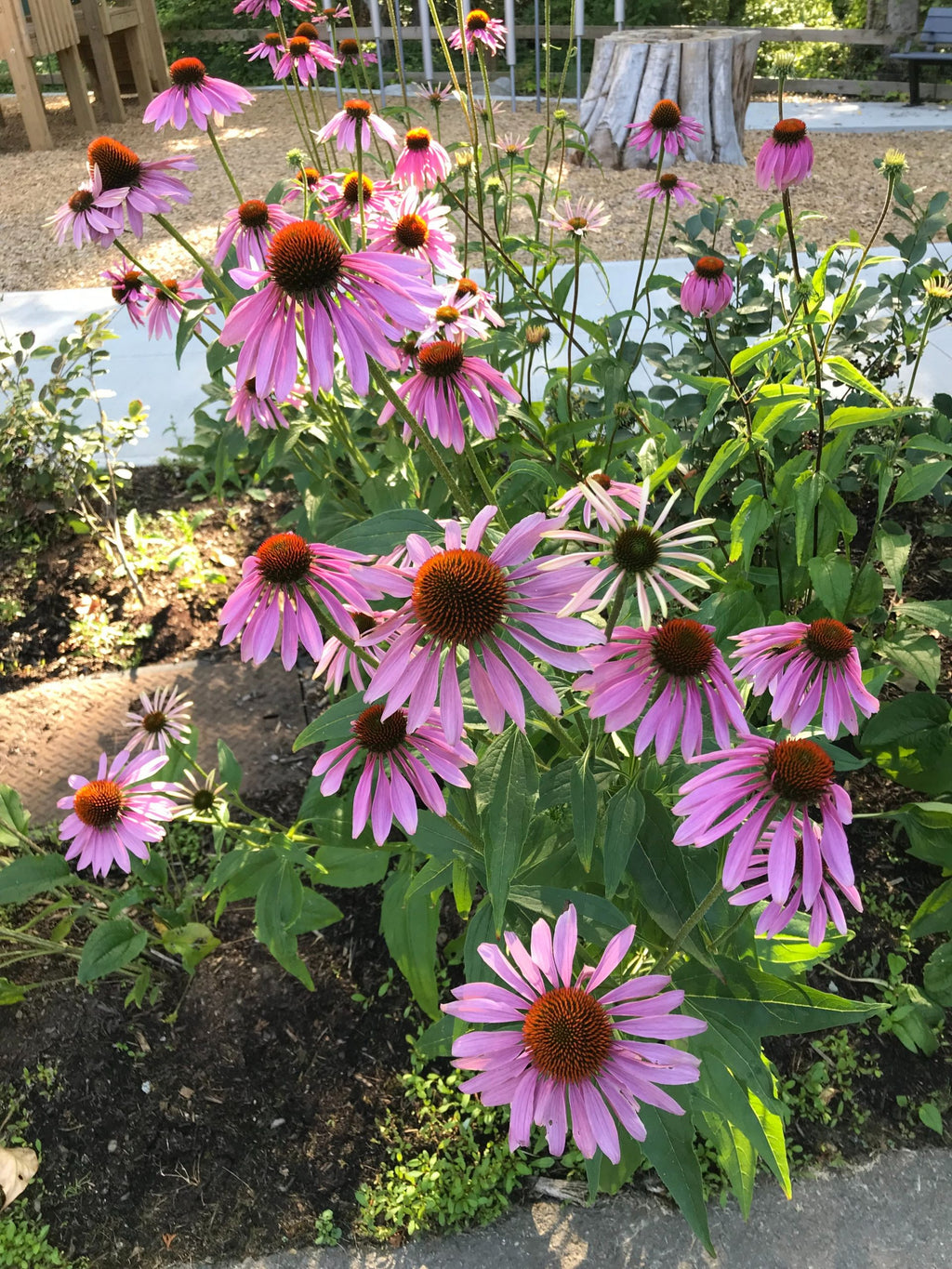 Purple Coneflower (Echinacea purpurea)