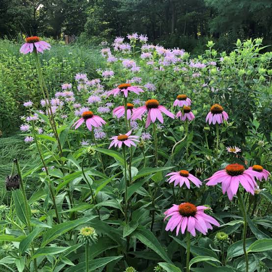 Purple Coneflower (Echinacea purpurea)