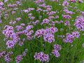 Verbena (Verbena sp.)